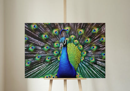 Peacock Wall Art Print - Unframed Colorful Gift for Bird Lovers, Farmer, Mom or Dad, Bird Painting - CanvasityCrafts - Free Shipping