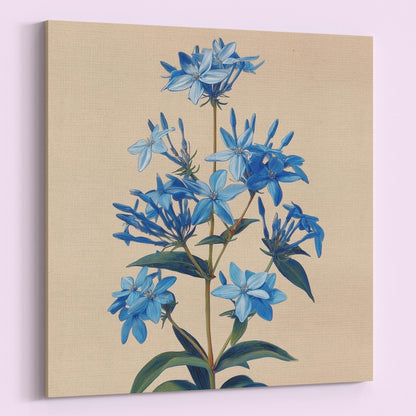 Blue Bluestar Flower Canvas / Unframed Print. Amsonia Blue Star Wildflower Picture Poster, Navy Wall Decor, Glamorous Minimalist Floral Art - CanvasityCrafts - Free Shipping